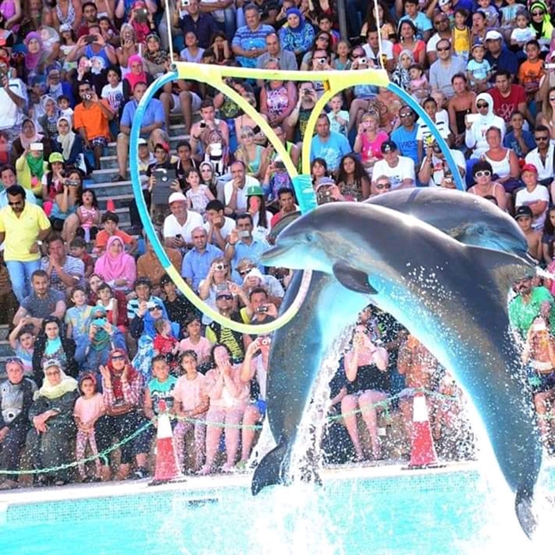 Dolphin Show