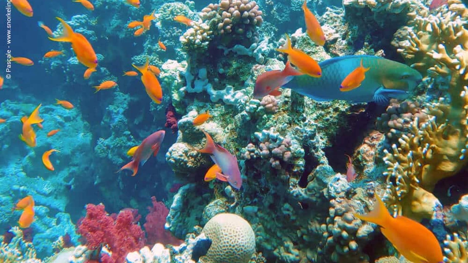 Ras Mohamed & White Island