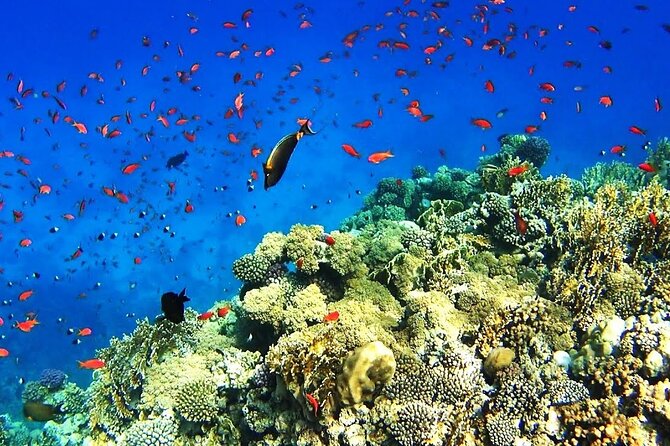 Ras Mohamed & White Island