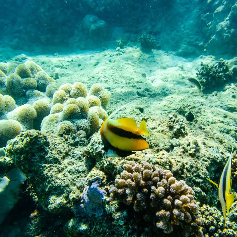 Ras Mohamed & White Island